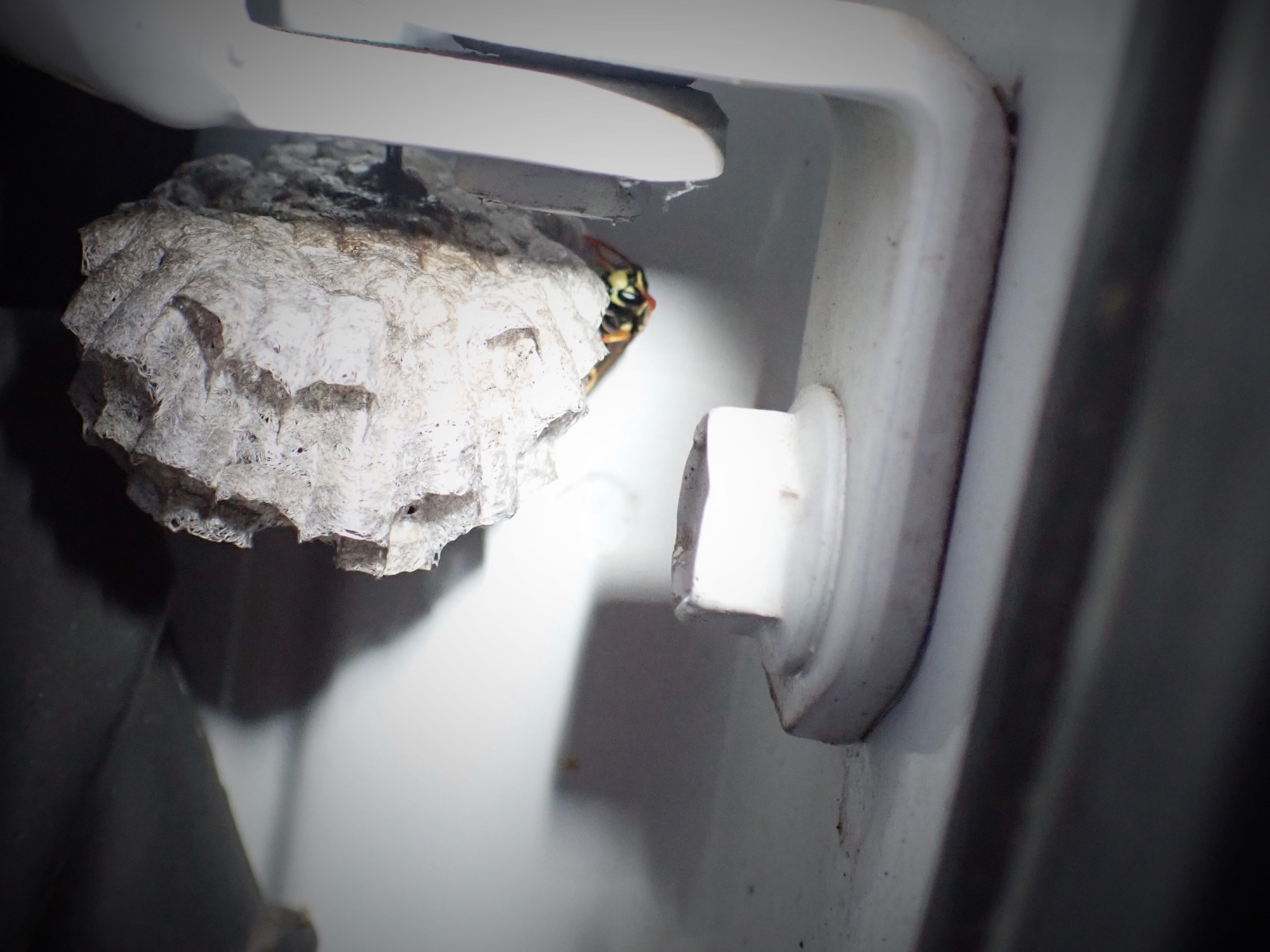 Wasps… they’re not always out to get us.