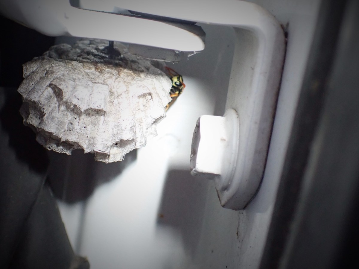 Wasps… they’re not always out to get&nbsp;us.