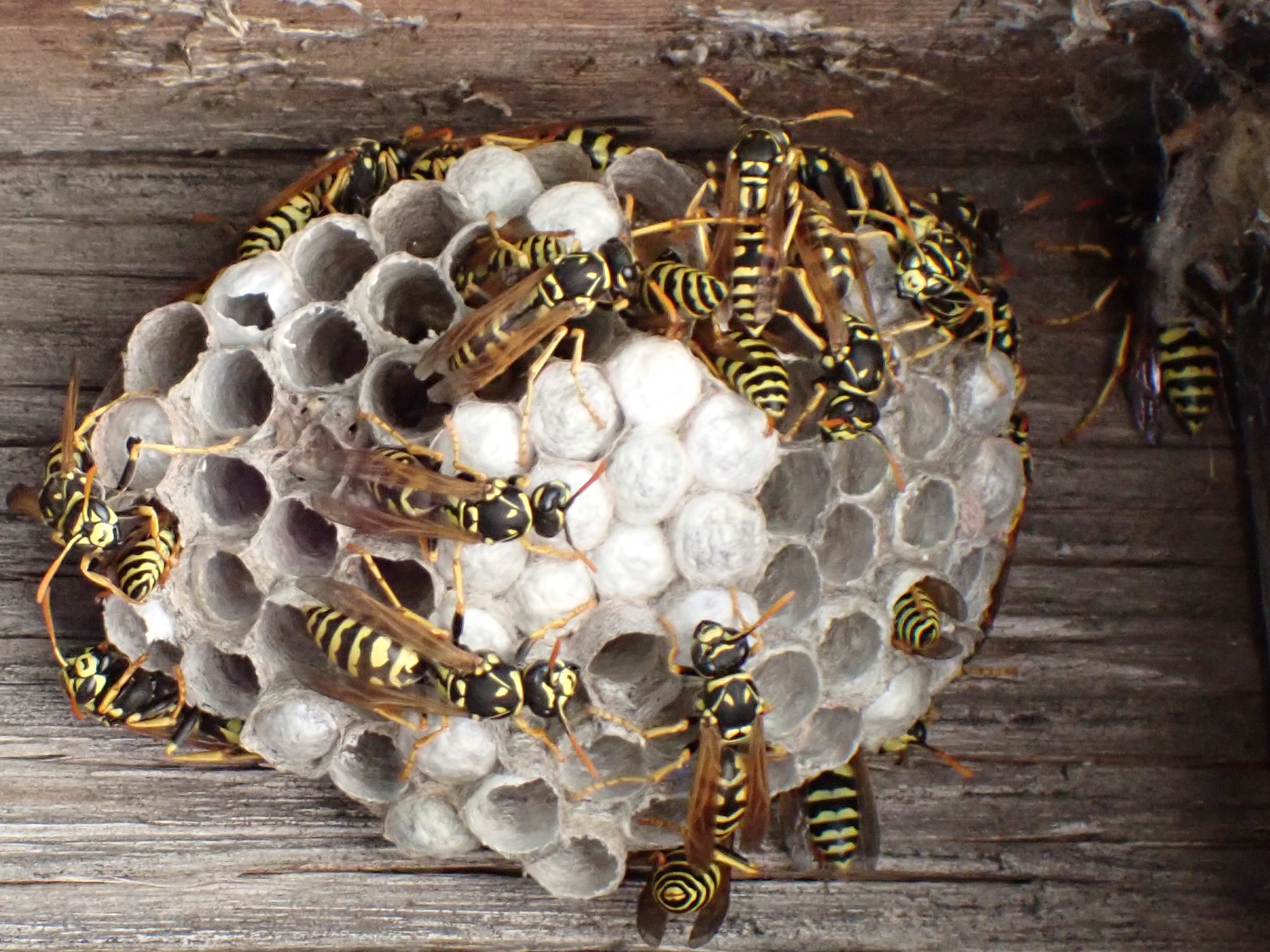 Wasp control