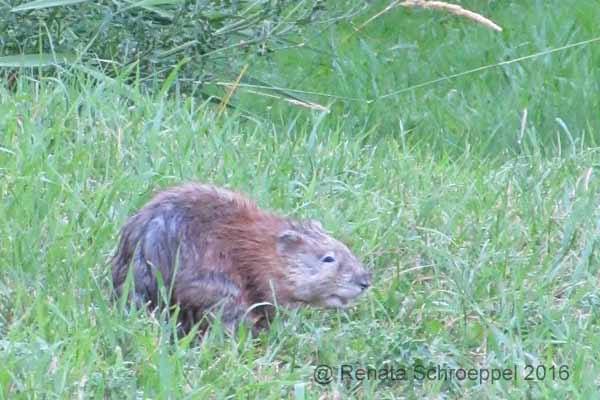 Muskrat Watching