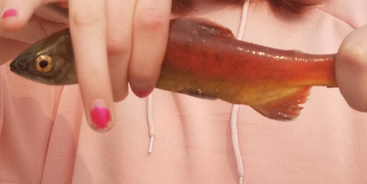 Trego School Annual Fishing Field&nbsp;Trip