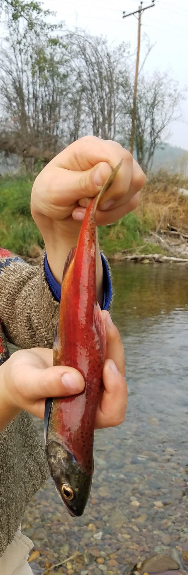 Salmon: That Time of the Year Again