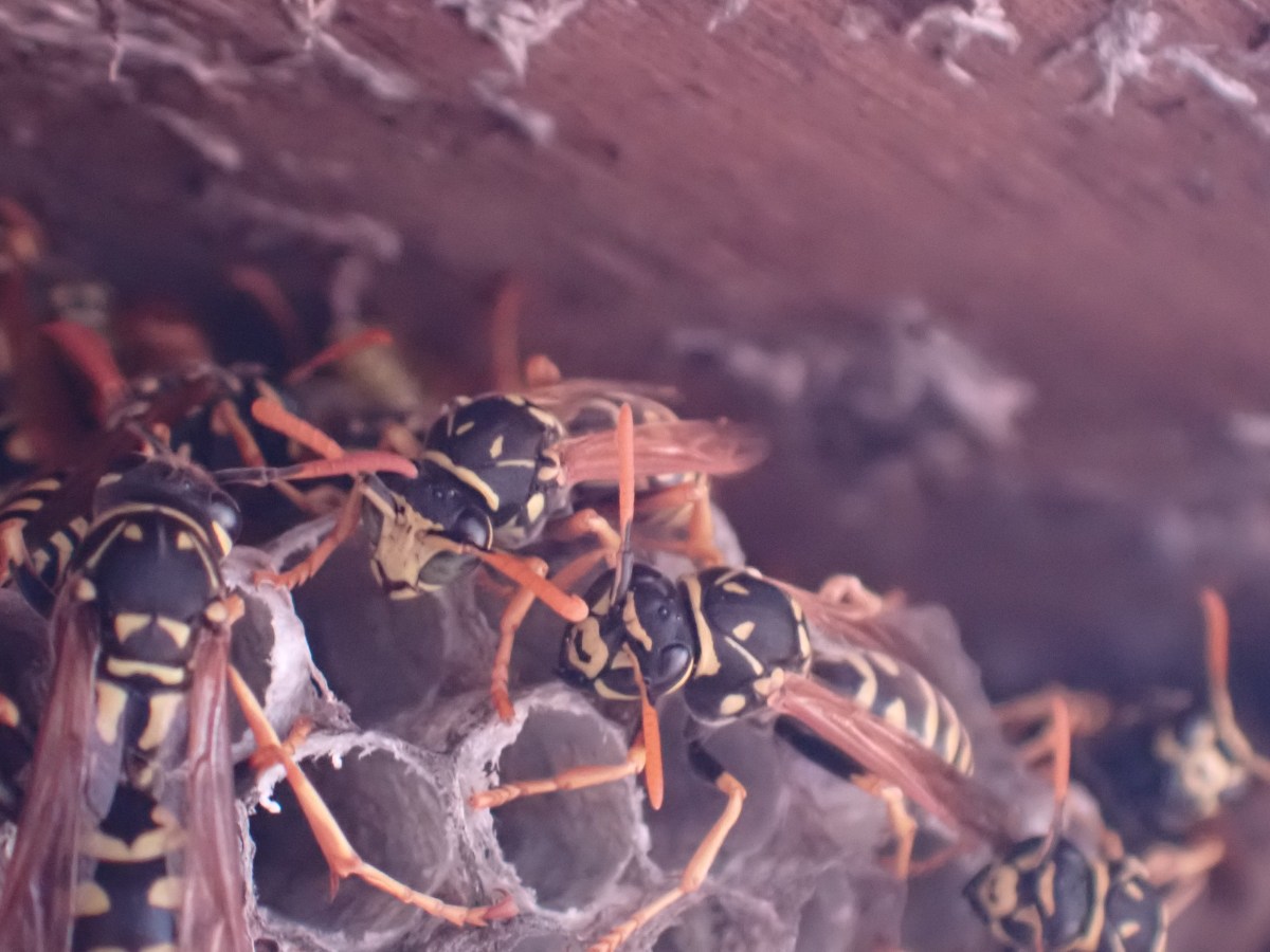 Paper Wasp Body&nbsp;Language