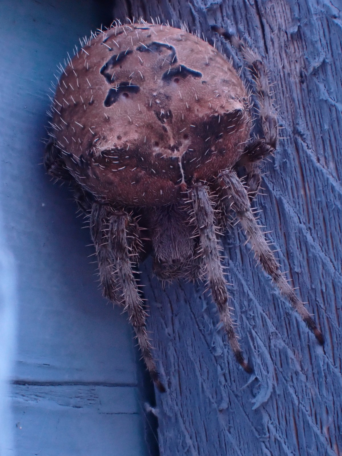 Ask the Entomologist: Massive&nbsp;spider