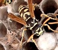 ‘Tis the Season for&nbsp;Wasps