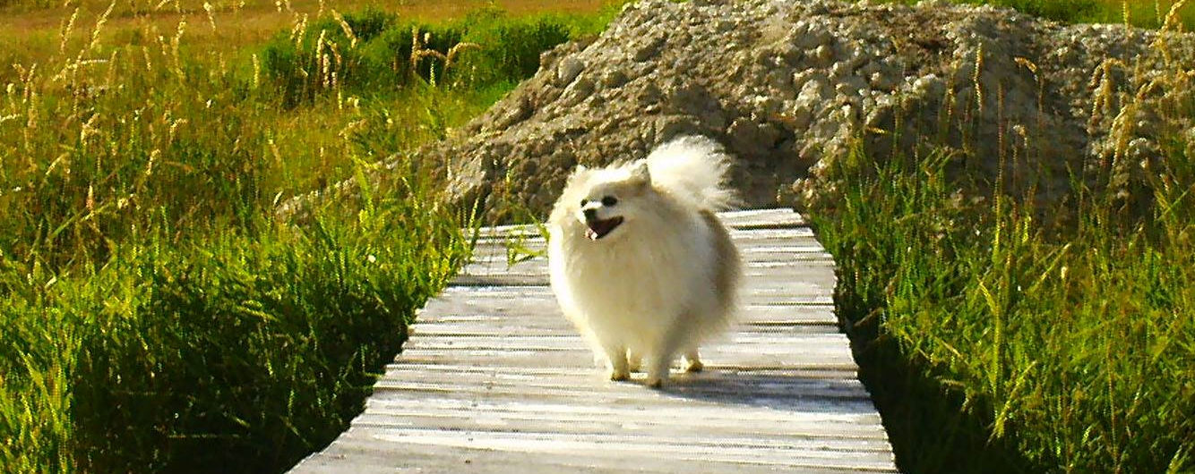 The Dog Gets a Vote- or, the Mother’s Day Present