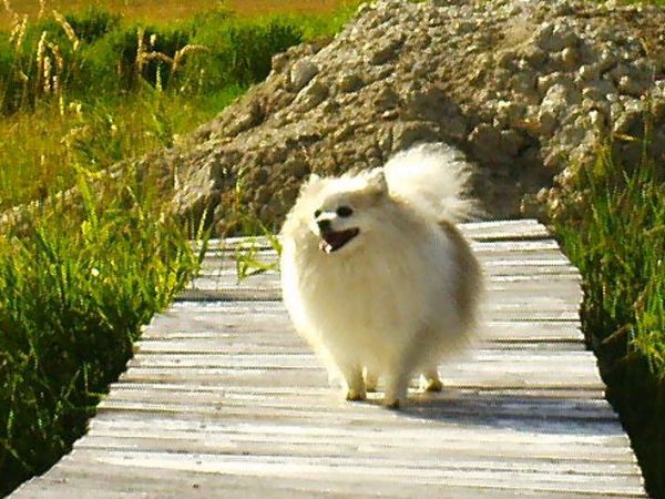 The Dog Gets a Vote- or, the Mother’s Day&nbsp;Present