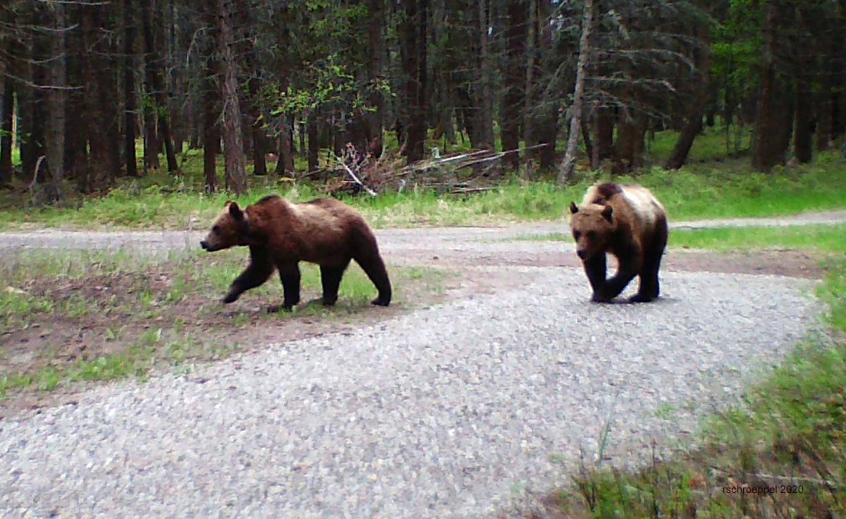 The Not So Perfect Game&nbsp;Camera