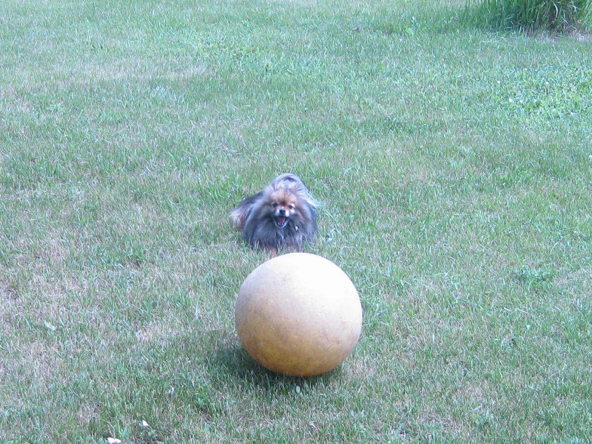 Thoughts on a very small&nbsp;dog