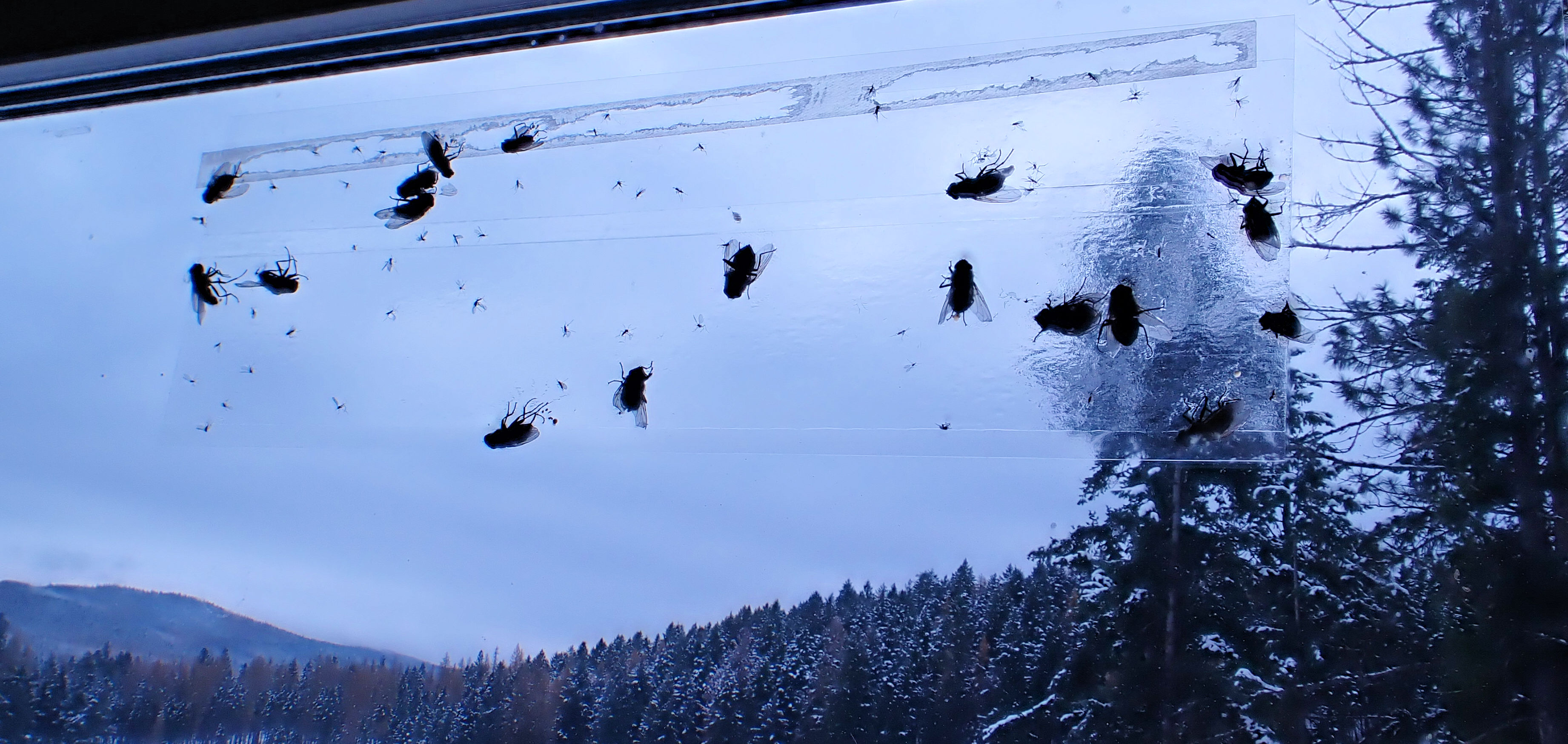 Why are there flies in my house? There’s snow outside!