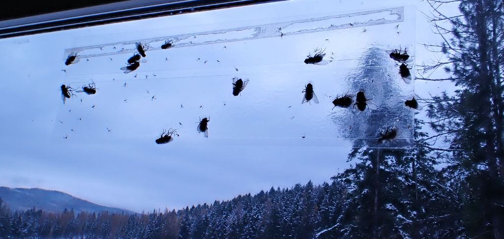 Why all the indoor&nbsp;flies?