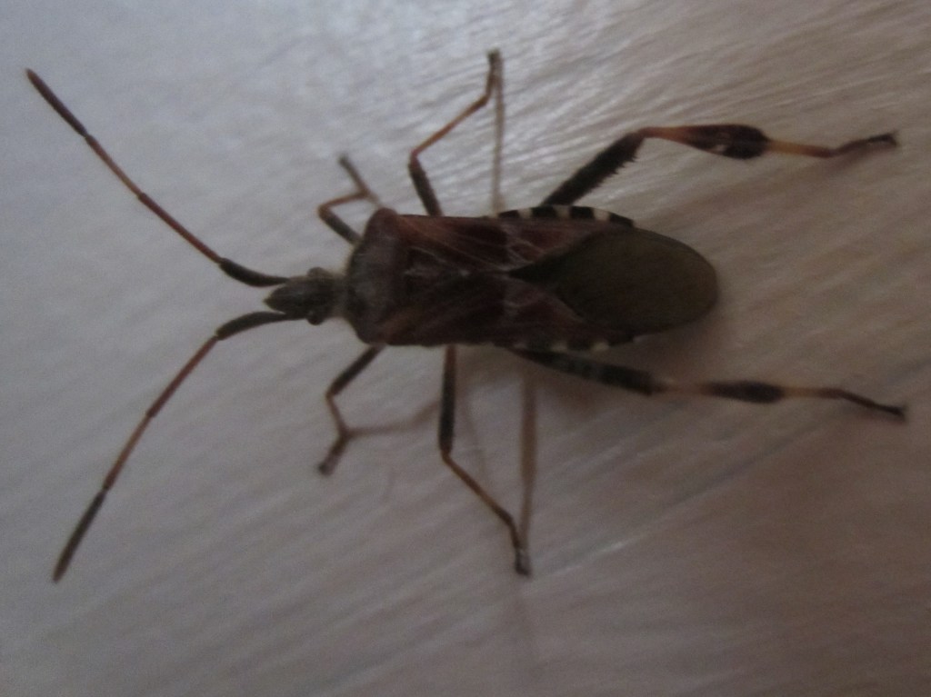 Ask the Entomologist: Bug on my kitchen&nbsp;wall
