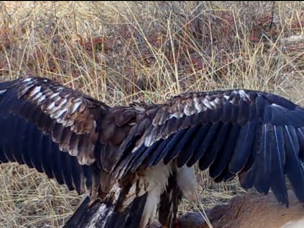 The Not So Perfect Game Camera, a&nbsp;Surprise