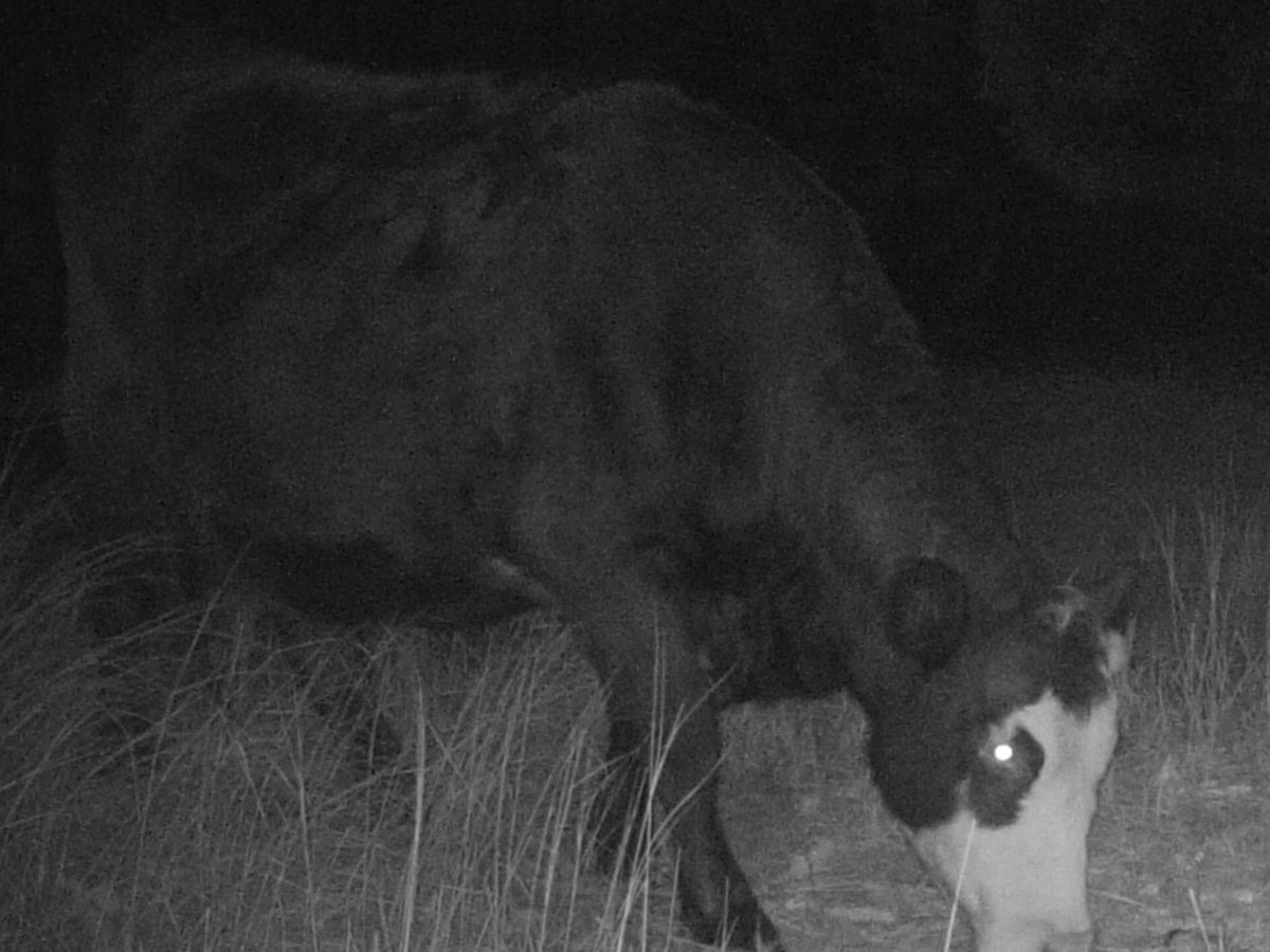 The not so perfect game camera,&nbsp;Vandals!