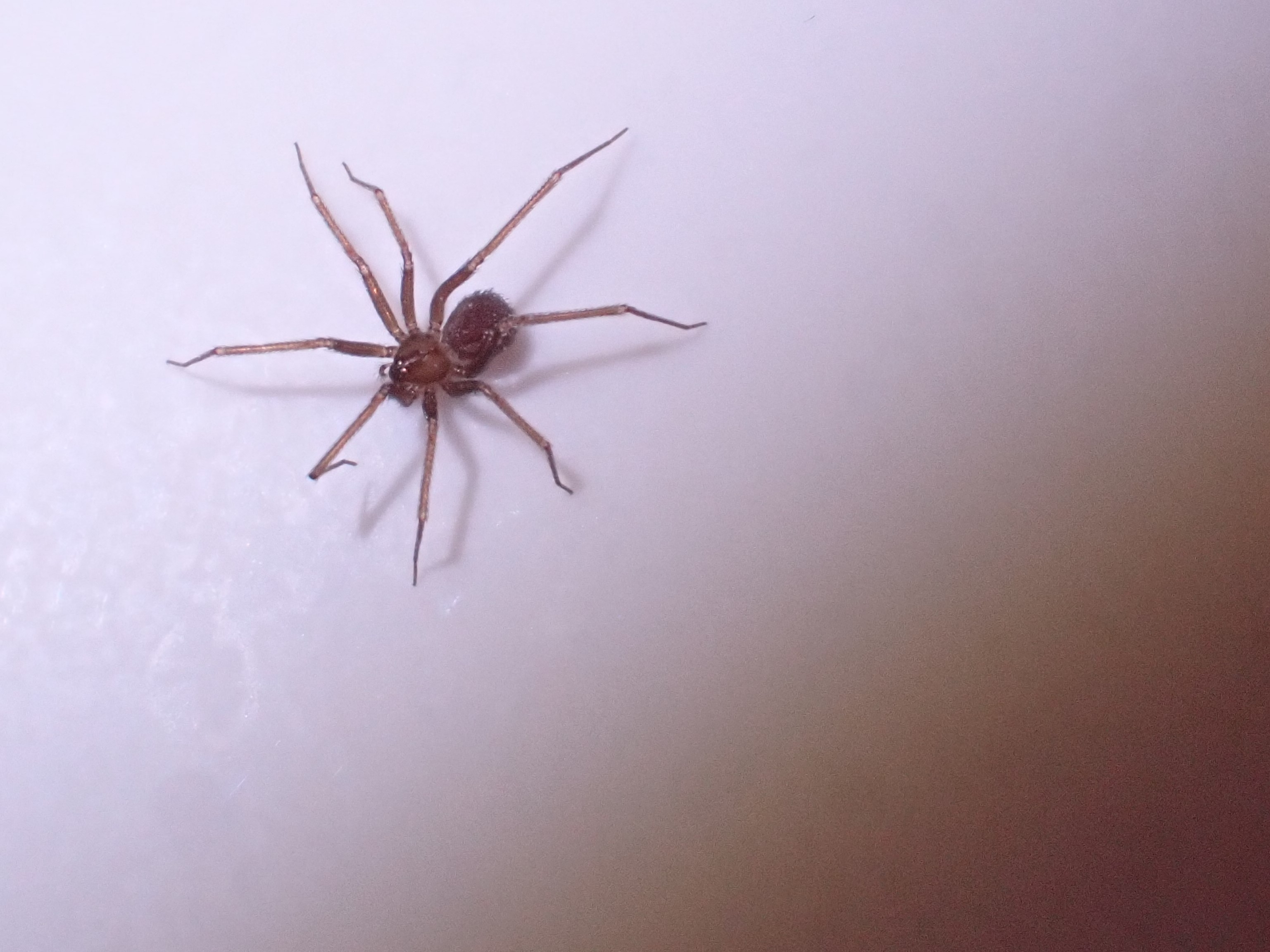 Thoughts on Invertebrate Houseguests