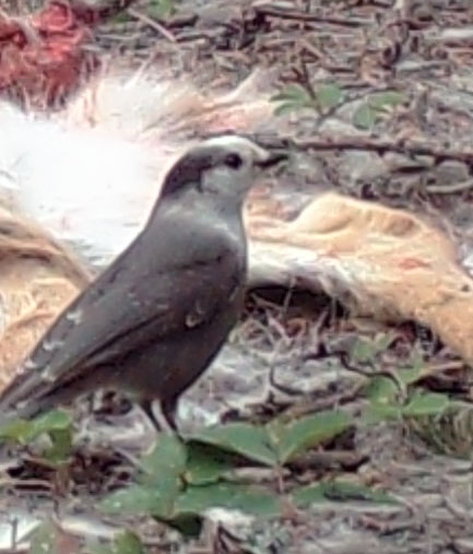 On the Game Camera this week