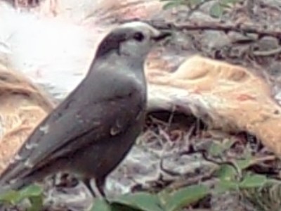 On the Game Camera this&nbsp;week