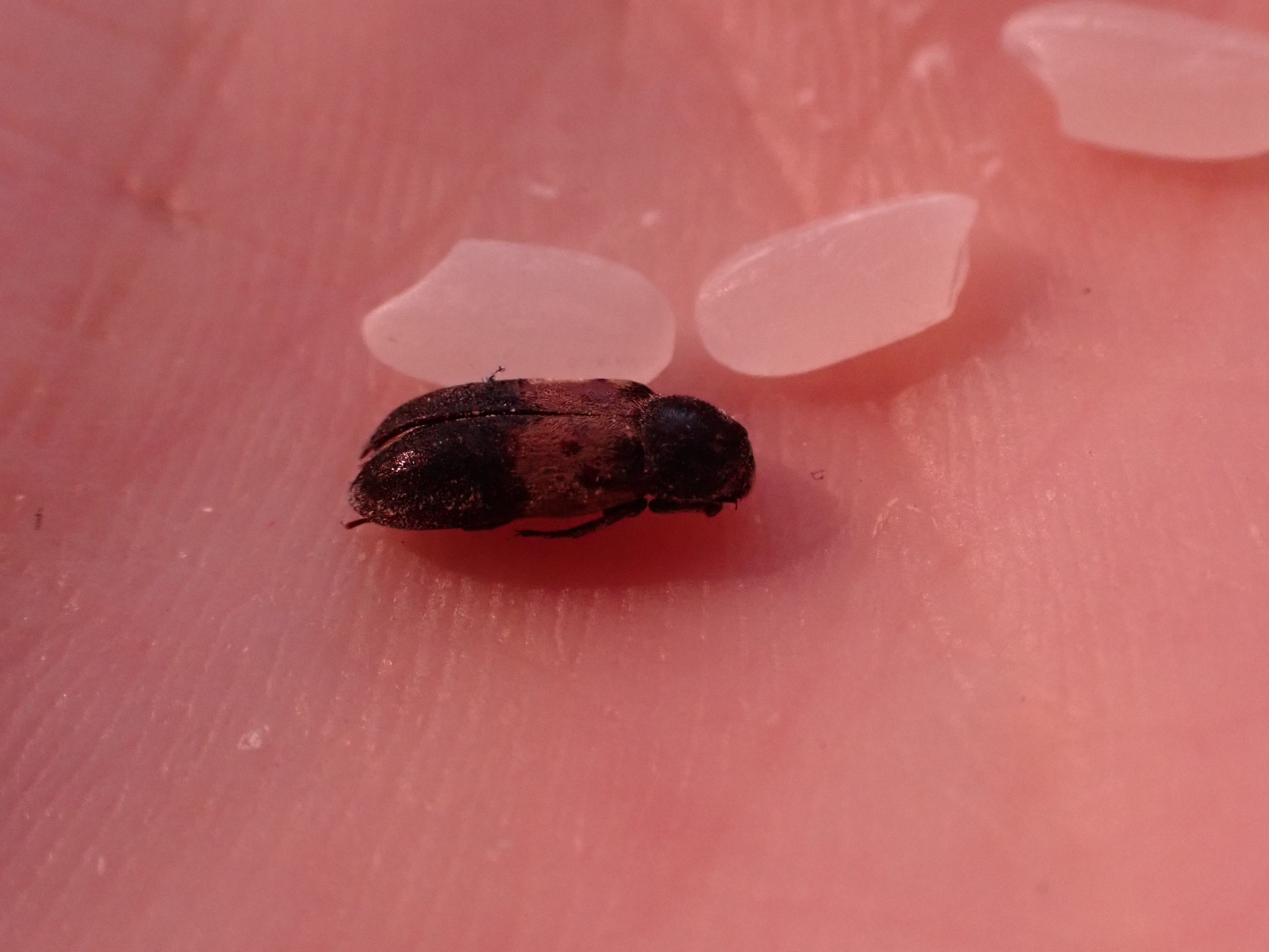 Ask The Entomologist: What’s this bug in my breakfast?