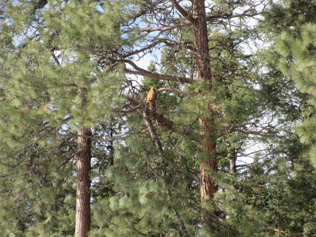 A new batch of&nbsp;widowmakers