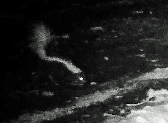 Game Camera: They are Back!