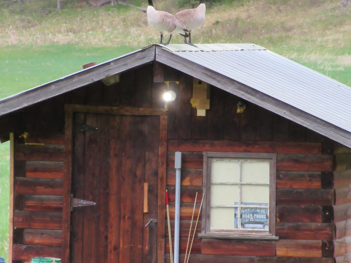 My Goose Neighbors Are&nbsp;Back