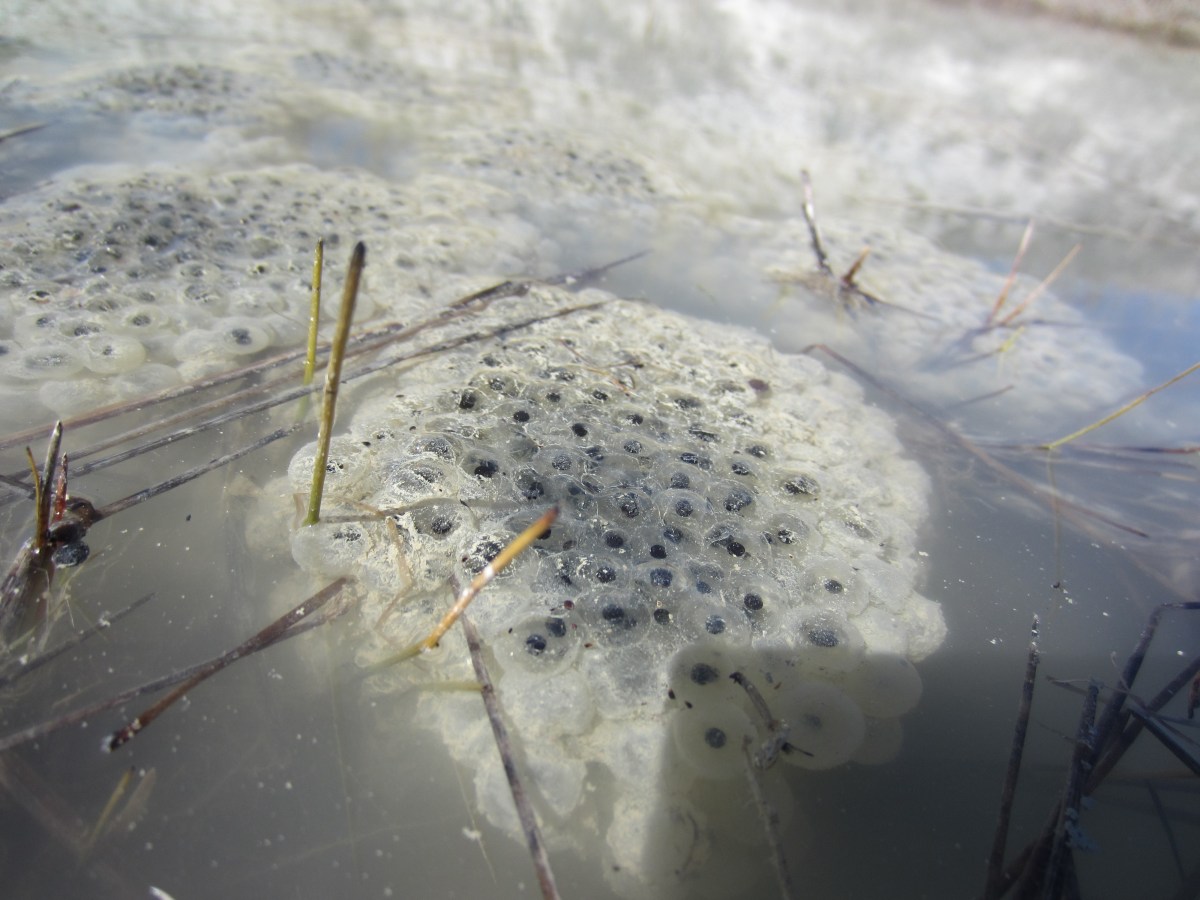 Frog Eggs and Toad&nbsp;Eggs