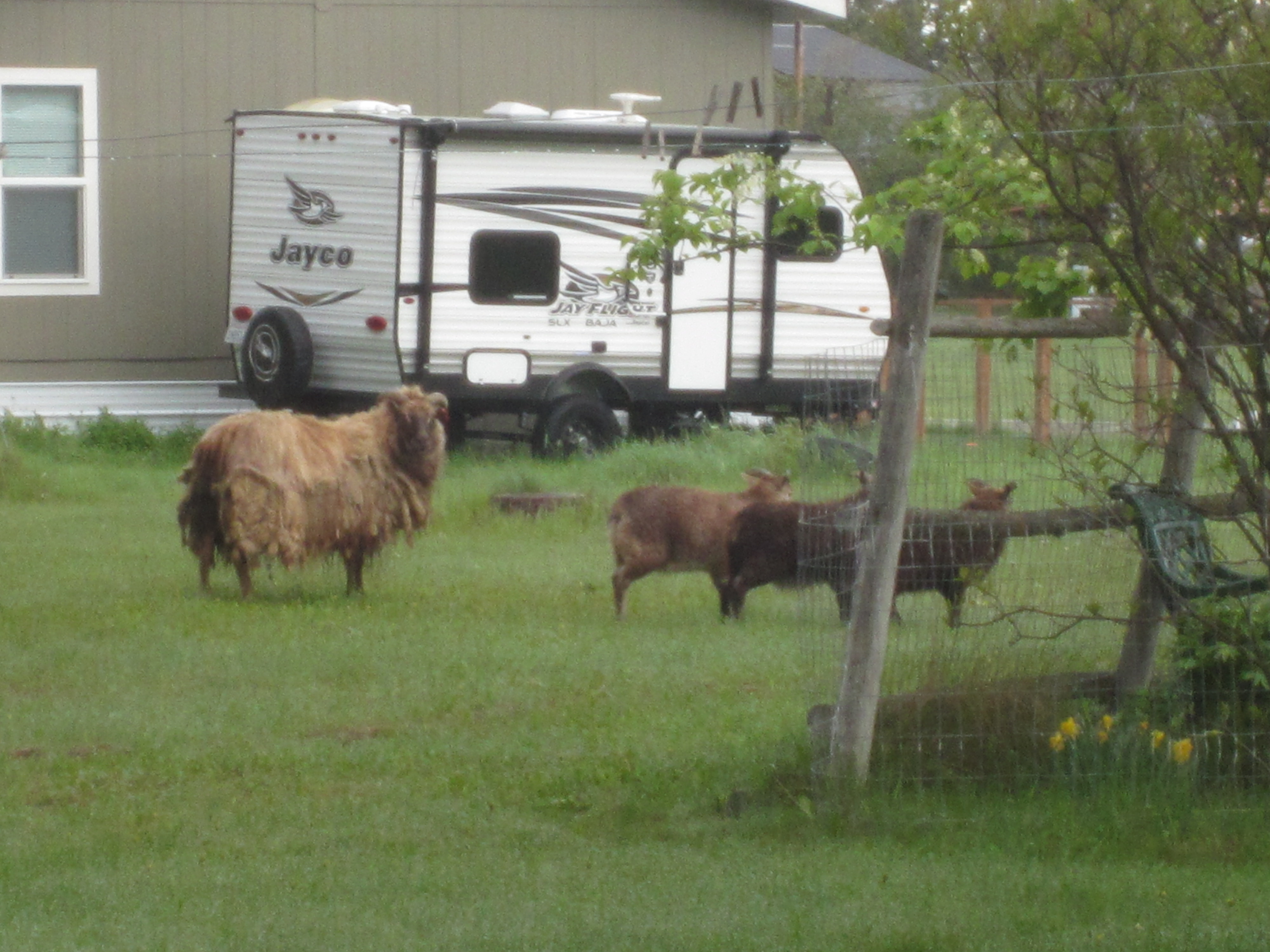 Unexpected Sheep