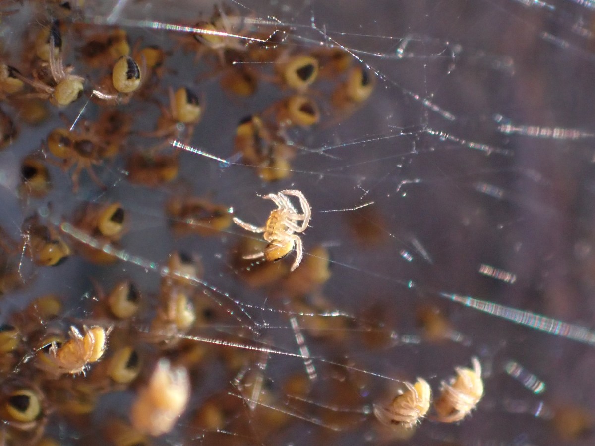 A litter of Cat-Faced Spiderlings!&nbsp;(Kittens?)