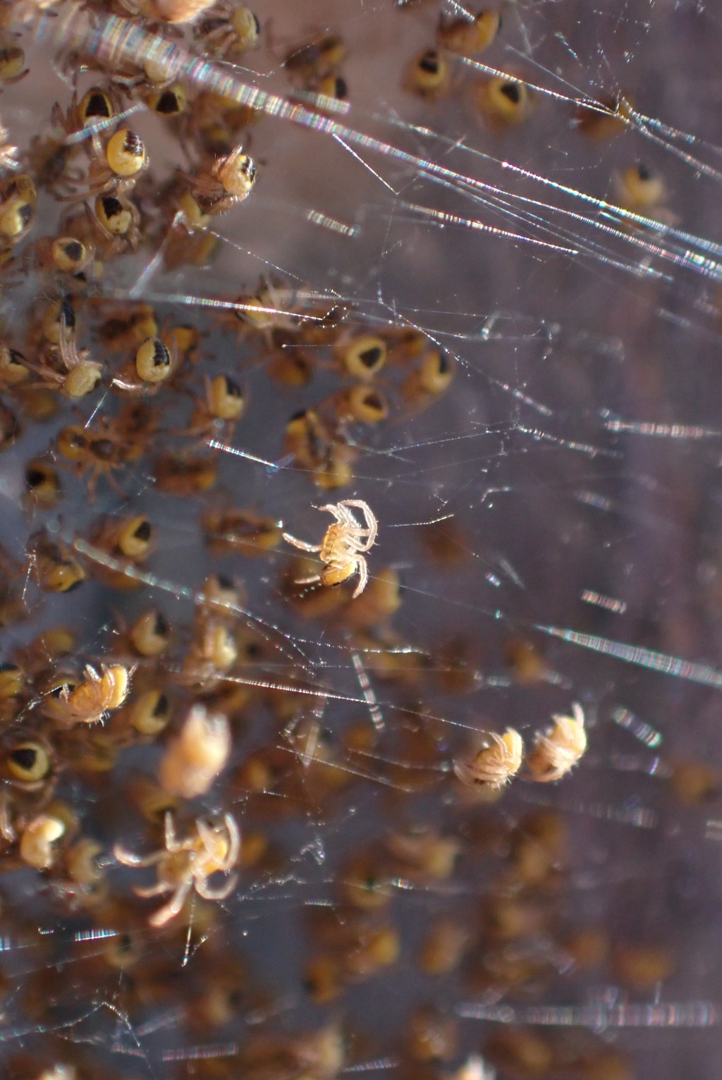 A litter of Cat-Faced Spiderlings!&nbsp;(Kittens?)