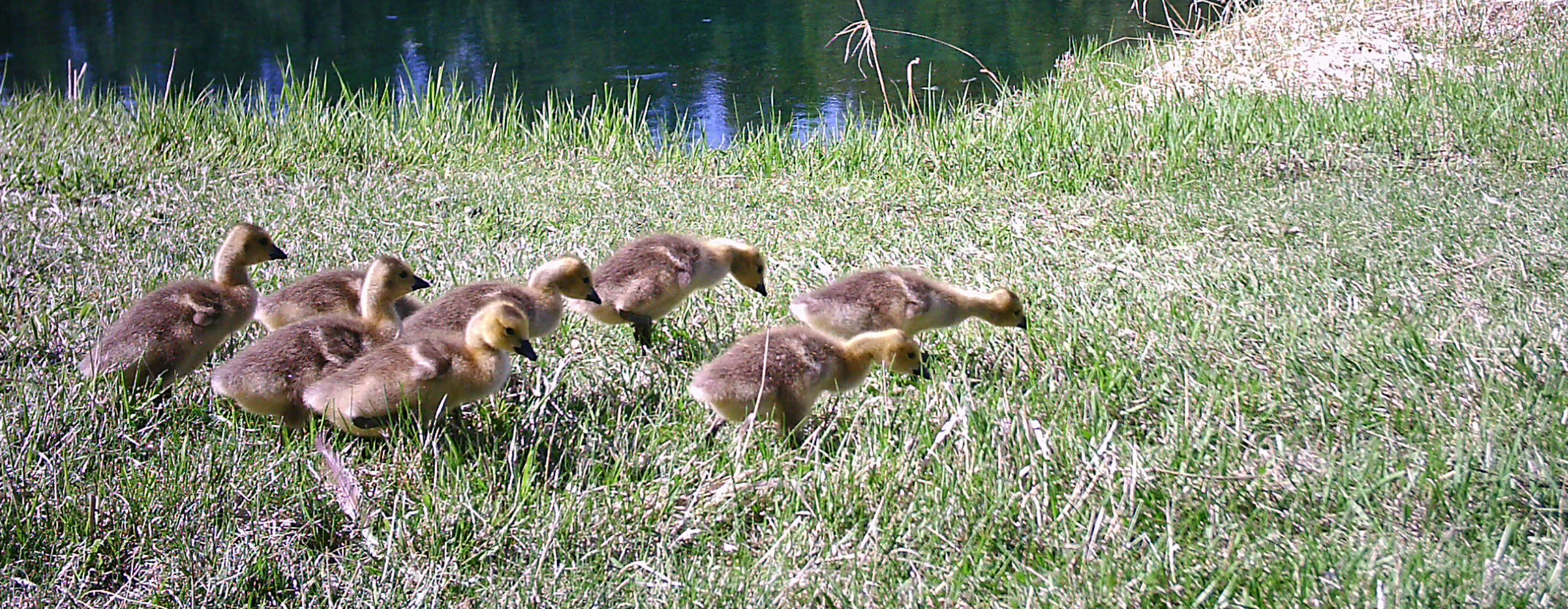 Patches Pondlife- Goslings and Ducklings