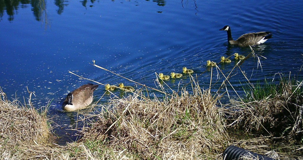 The Goslings Hatched