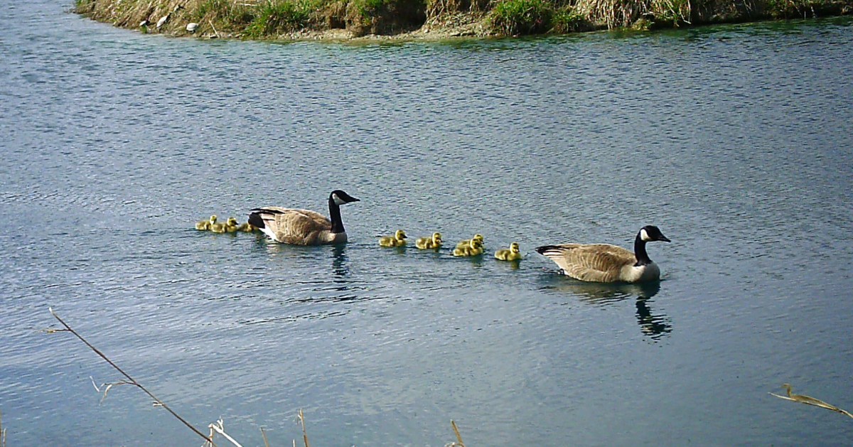 Wild Geese Have&nbsp;Flown