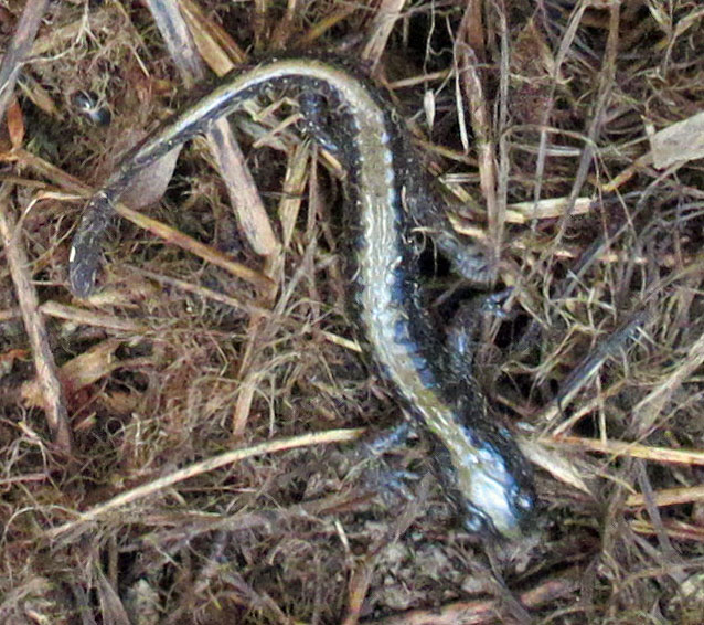 Usually I don’t see Salamanders