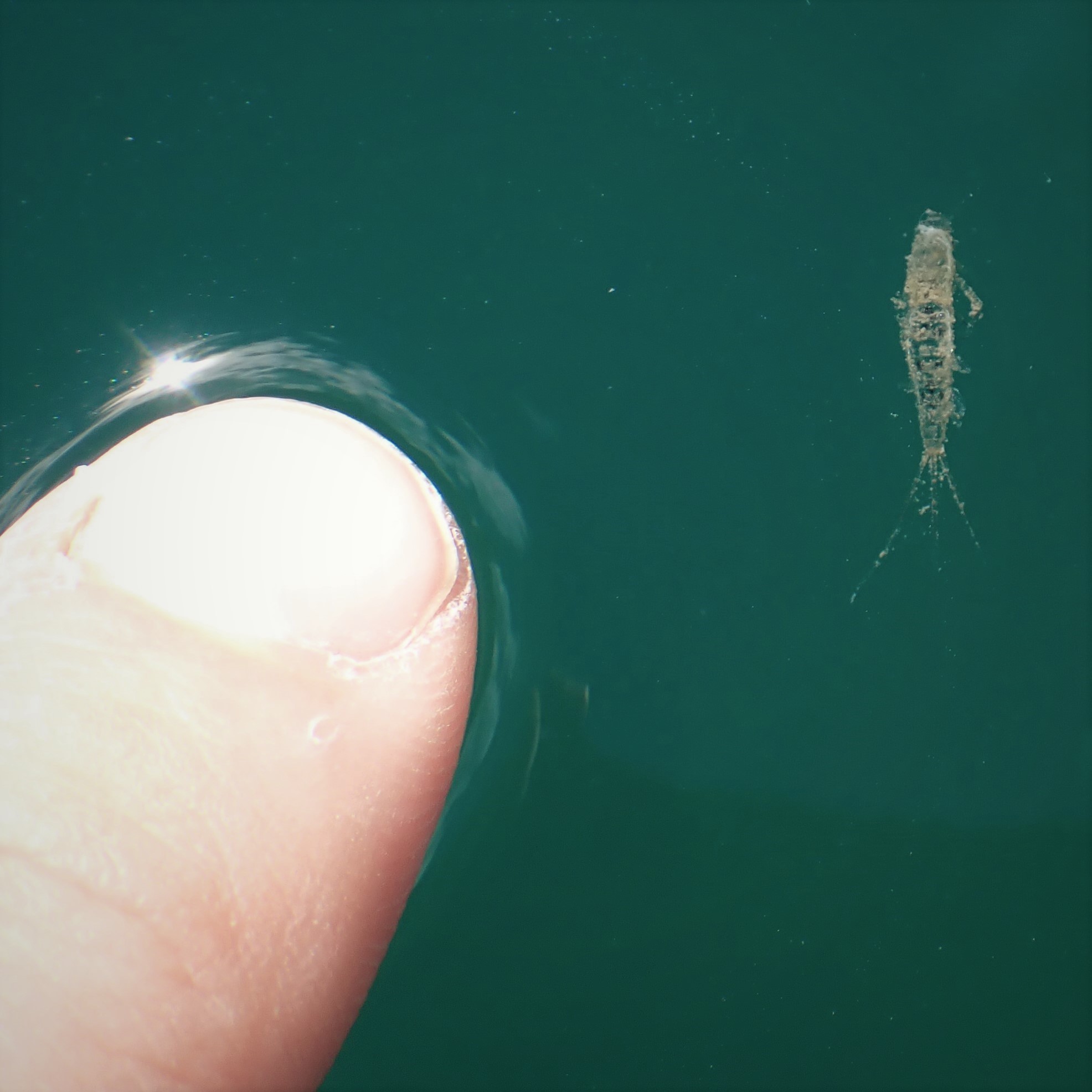 mayfly-skin-in-water – Trego's Mountain Ear