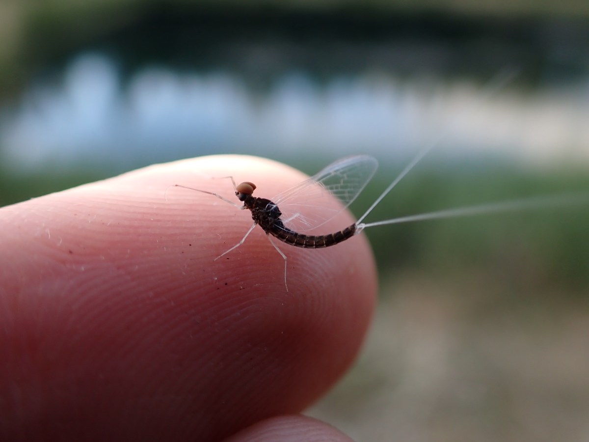 Mayflies