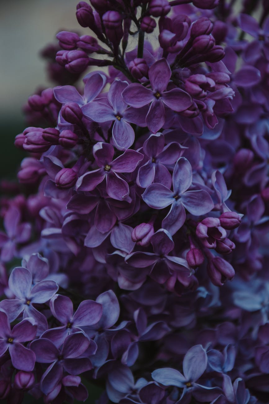 Lilacs Blooming? Time to plant Beans (among other things)
