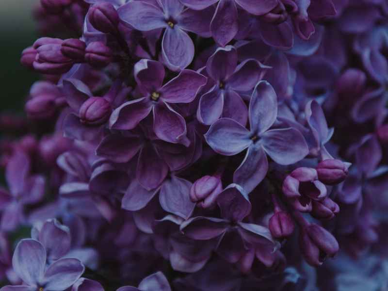 Lilacs Blooming? Time to plant Beans (among other&nbsp;things)