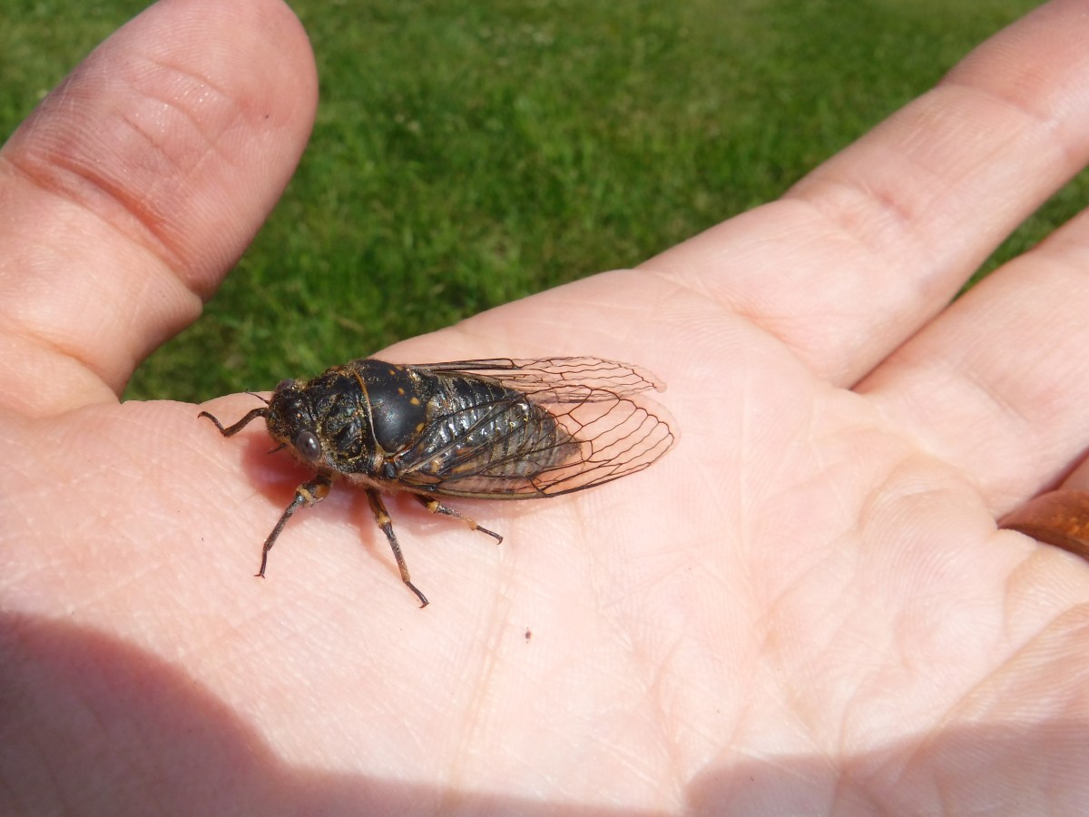 Cicadas – not just Brood&nbsp;X!