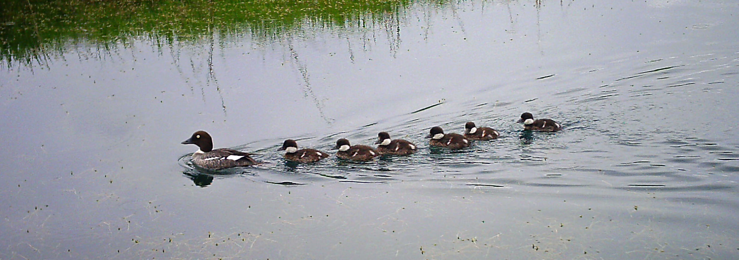 On the Road and Around the Pond