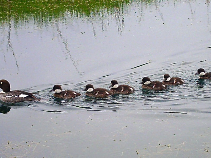 On the Road and Around the&nbsp;Pond