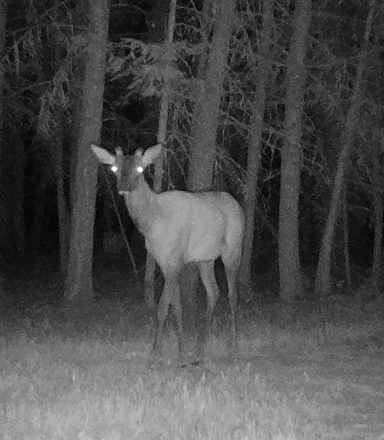 Game Cam: On the Road & Around the Pond