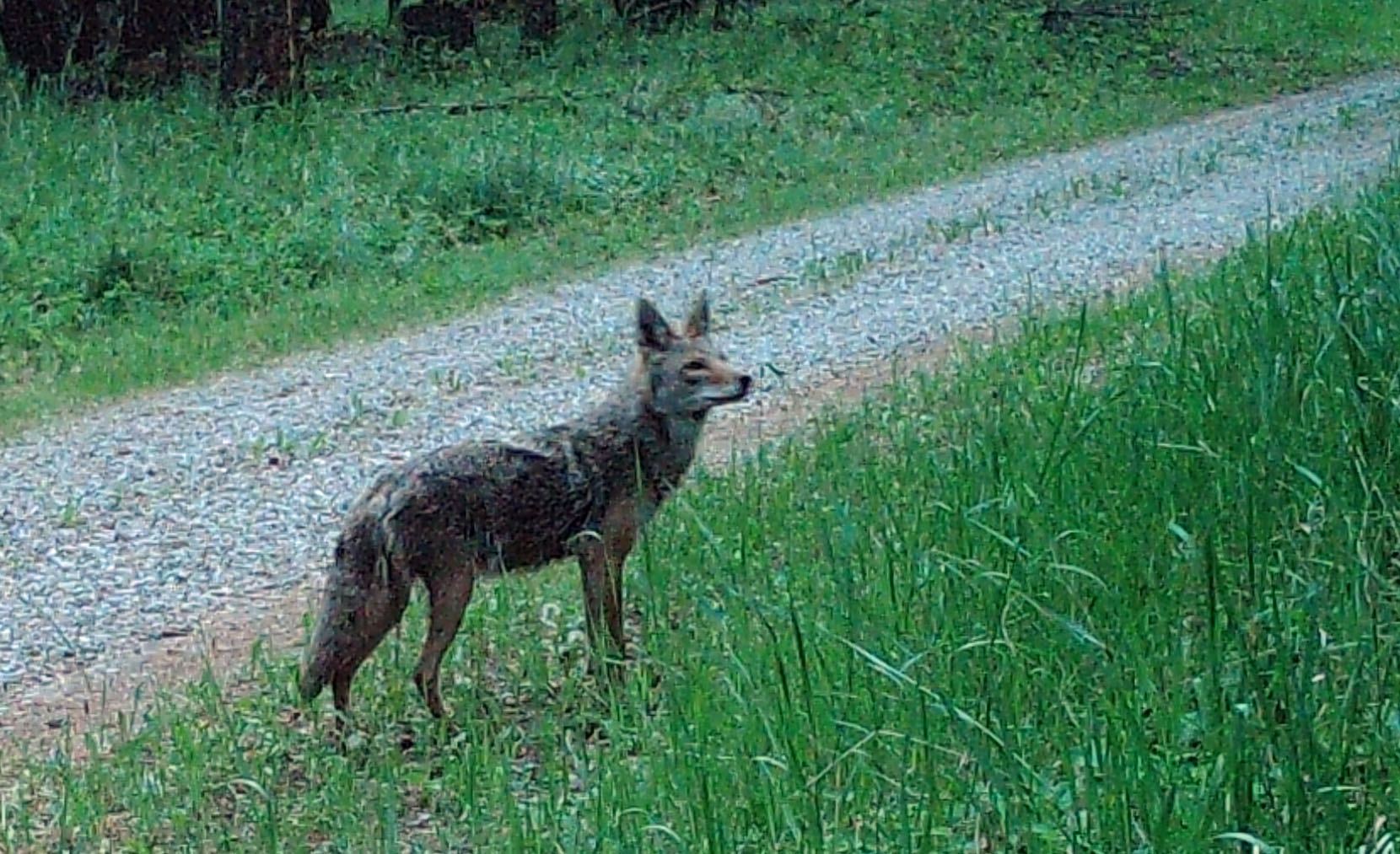 Patches Pieces: More Wildlife