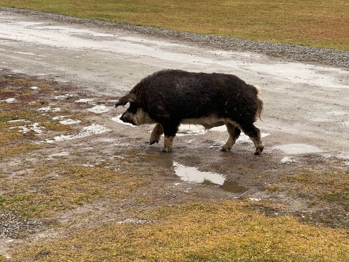 This Year’s Pig&nbsp;Story