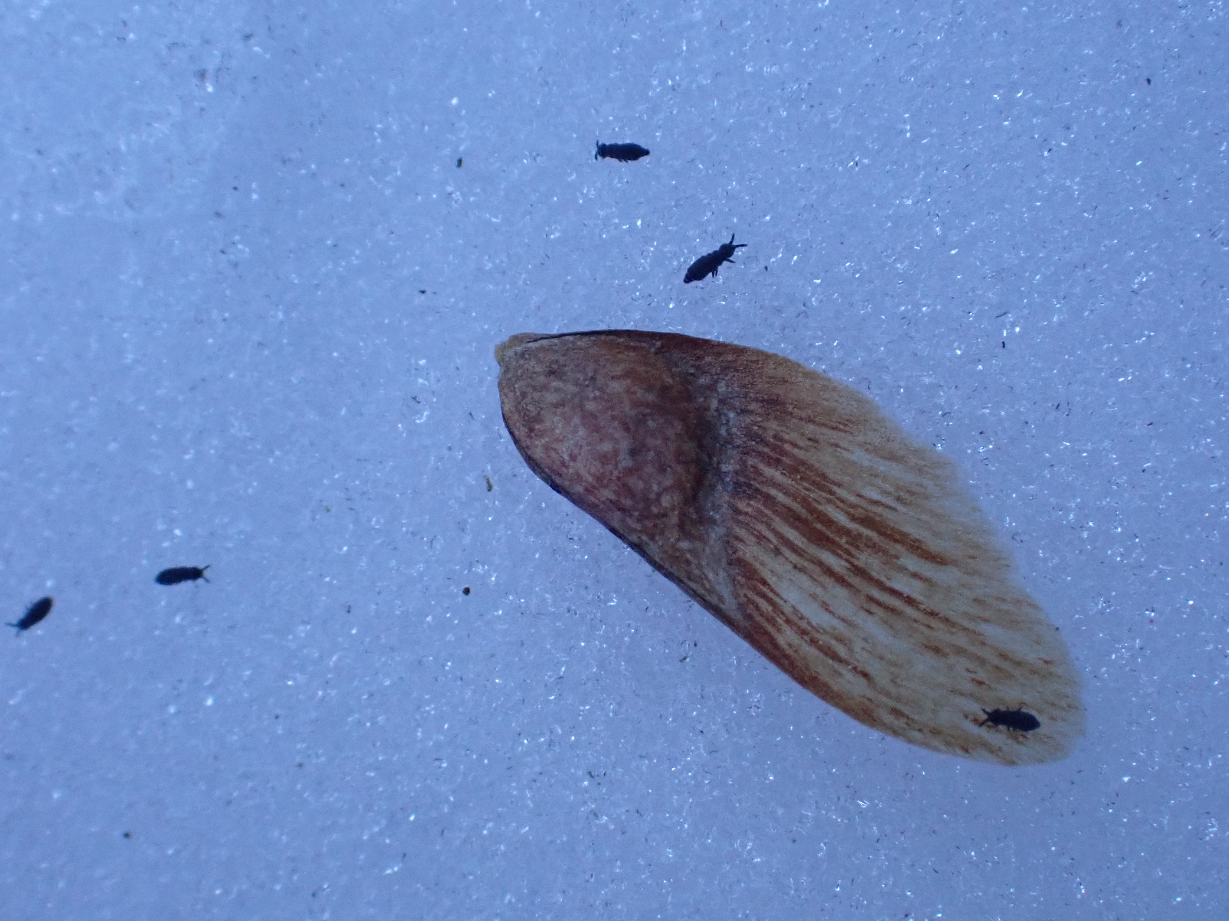 Snow fleas have been out and about.
