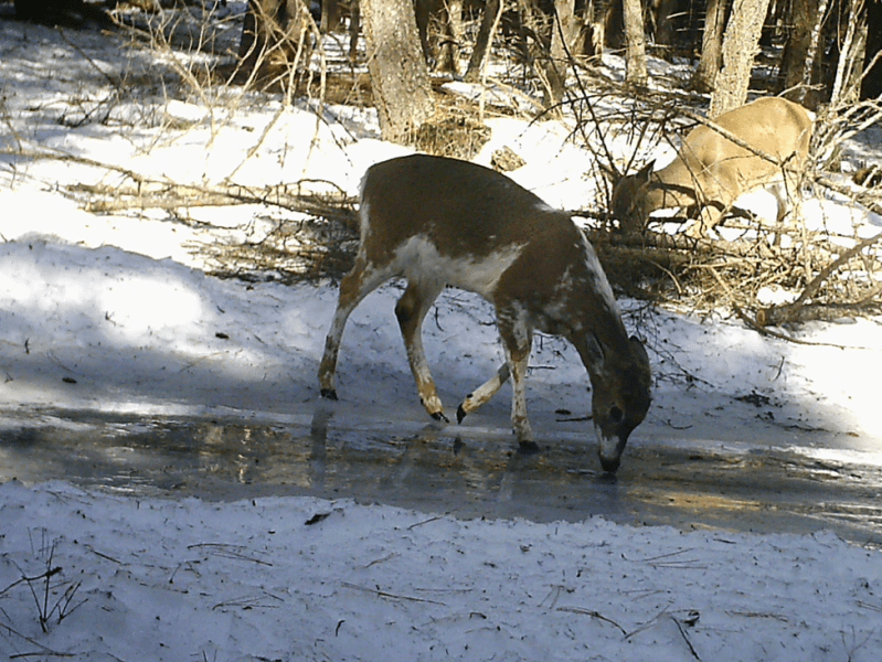 Piebald Deer
