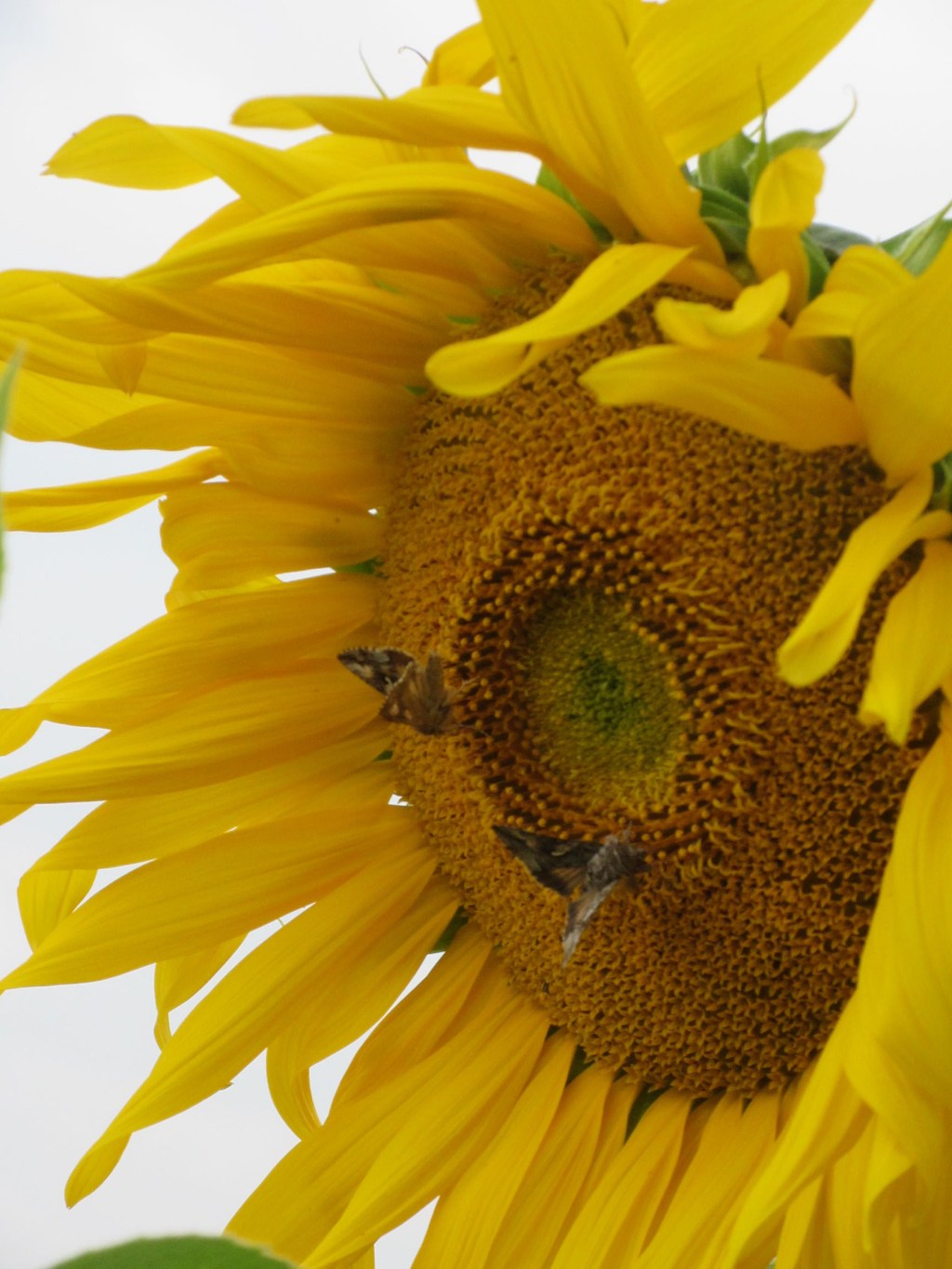 Patches Pictures: Autumn