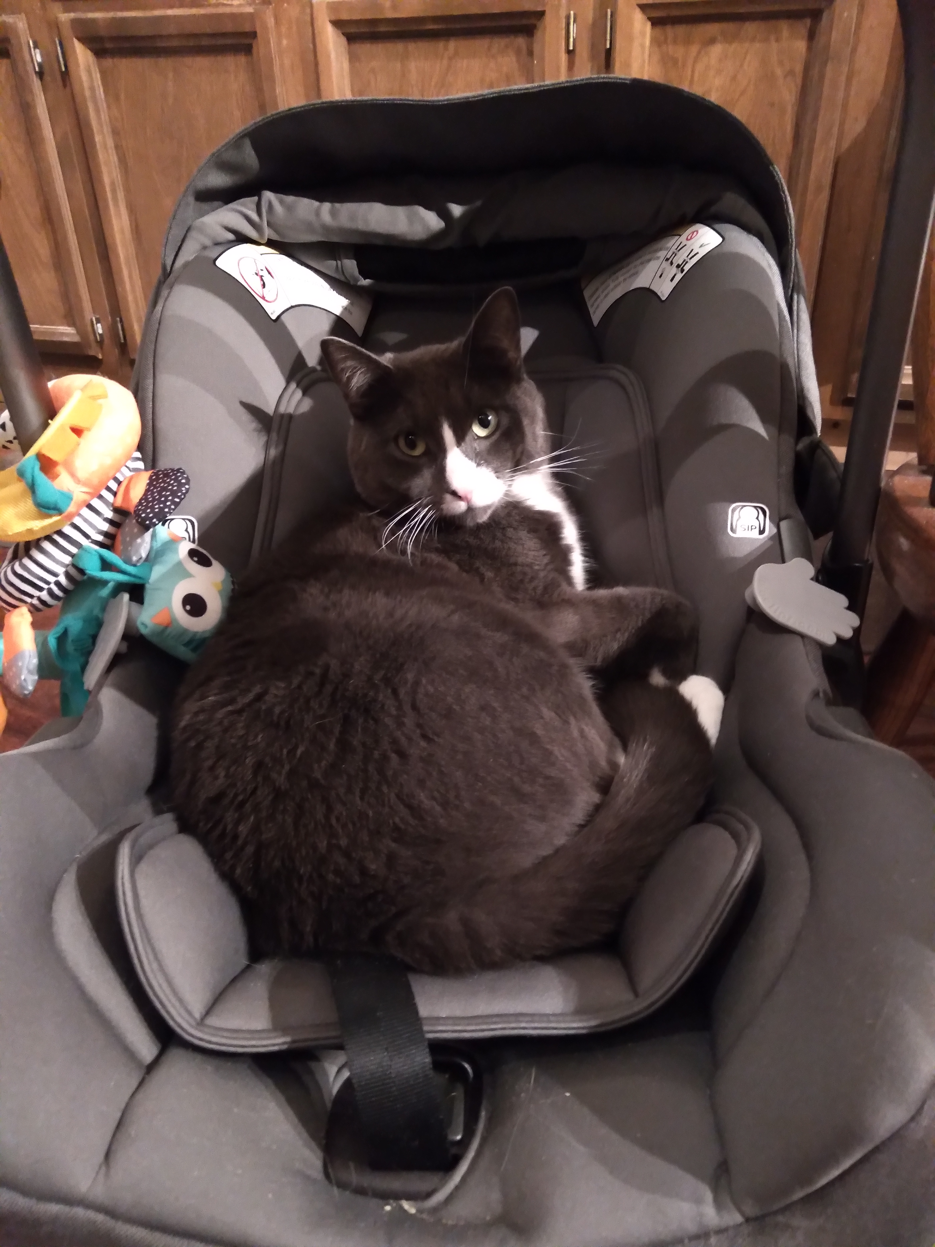 Car Seats and the Unborn