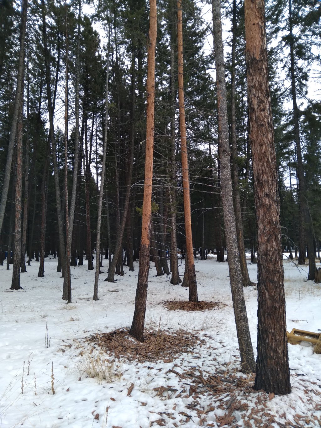 Woodpeckers and Insects